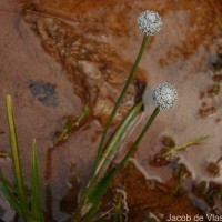 Eriocaulon ceylanicum Körn.
